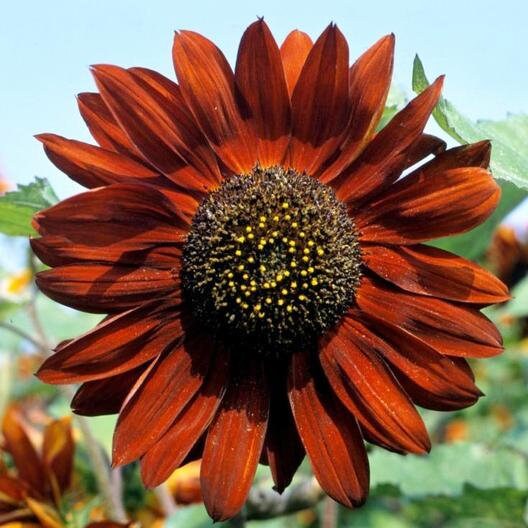 Moulin Rouge Sun Flowers Seeds, 25+ seeds