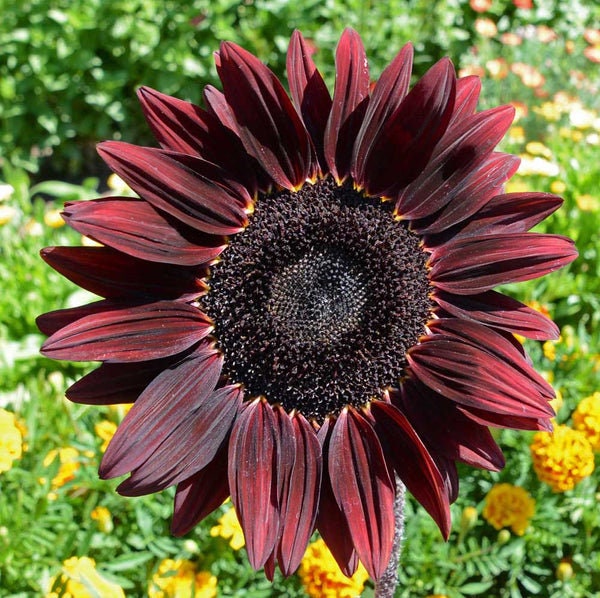 Chocolate Sunflower Seeds - Attracts Bees & Butterflies, 25+ seeds