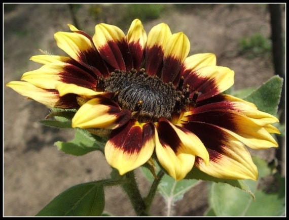 Florenza Sunflower Seeds - Attracts Bees & Butterflies, 25+ seeds