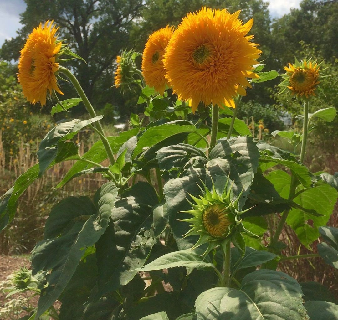 Goldy Double Organic Sunflower Seeds, 25+ seeds