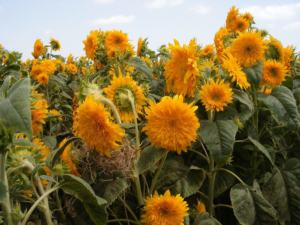 Goldy Double Organic Sunflower Seeds, 25+ seeds