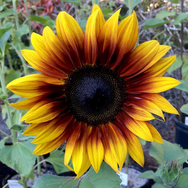 Firecracker Sunflower Seeds - Attracts Bees & Butterflies, 25+ seeds