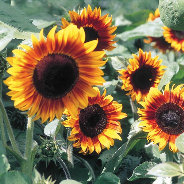 Firecracker Sunflower Seeds - Attracts Bees & Butterflies, 25+ seeds