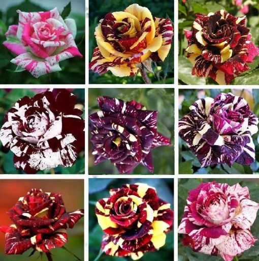 30 Seeds| Muti- color Mix Rose  Seeds#1060