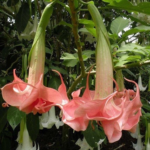 Pink Agel's Trumpet Datura Seeds, 25+ seeds