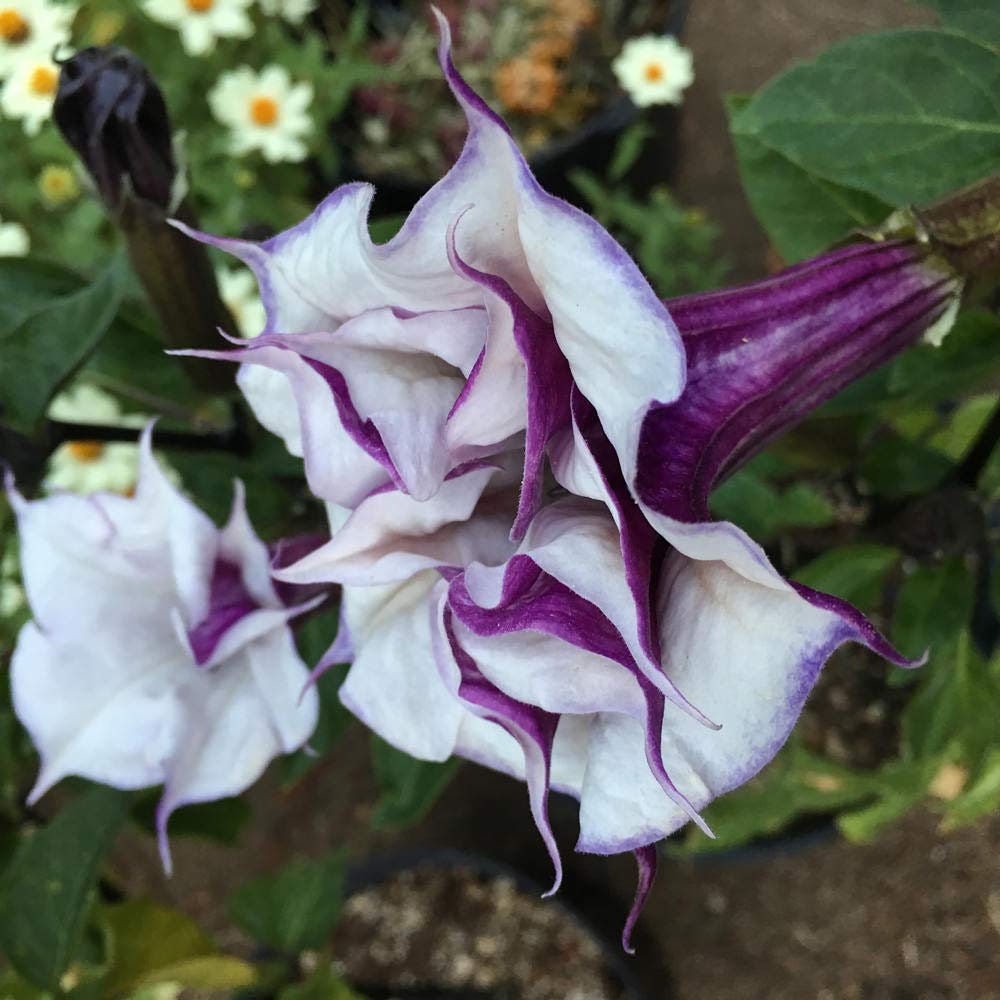 Purple Trumpet Datura Seeds, 25+ seeds
