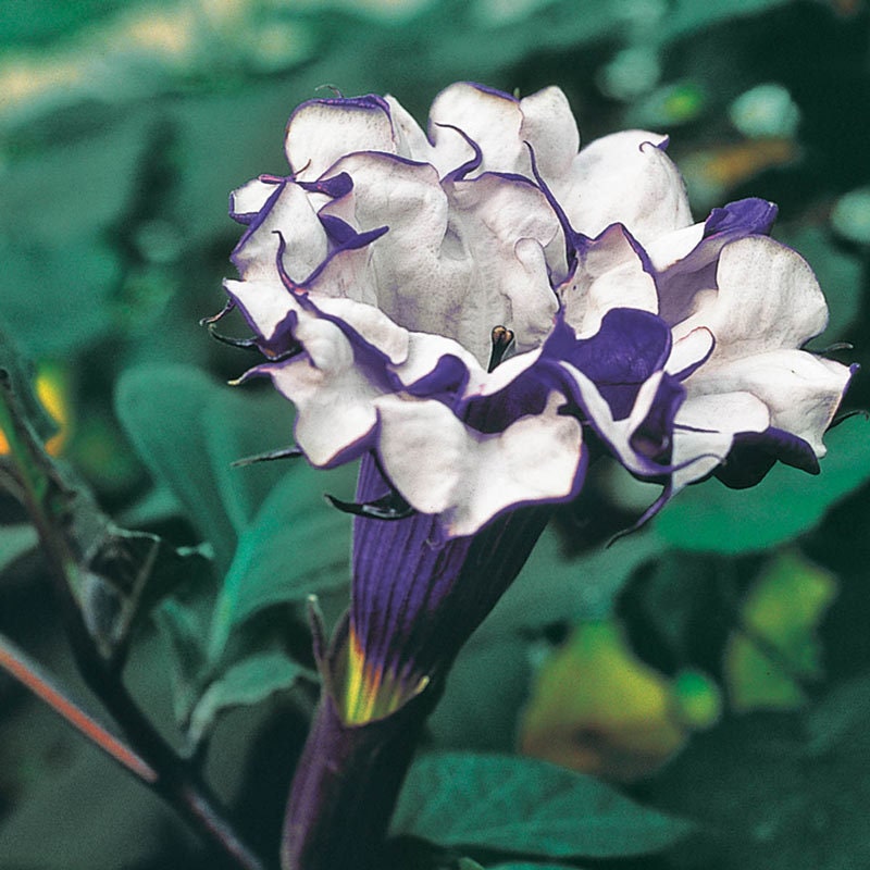 25+ Seeds| Purple Devil's Trumpet Datura Flower Seeds #G003