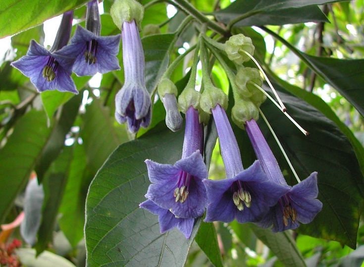 Blue Angel Trumpet Datura Seeds, 25+ seeds