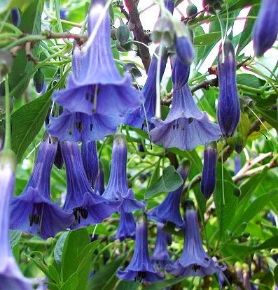 Blue Angel Trumpet Datura Seeds, 25+ seeds