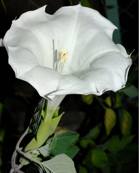 White Trumpet Datura Seeds, 25+ seeds