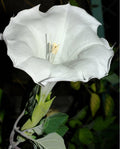 25+ Seeds| White Trumpet Datura Seeds - Angel Trumpet Moonflower Fragrant Night Blooming Annual or Perennial Flower for Garden Borders and Containers#G006