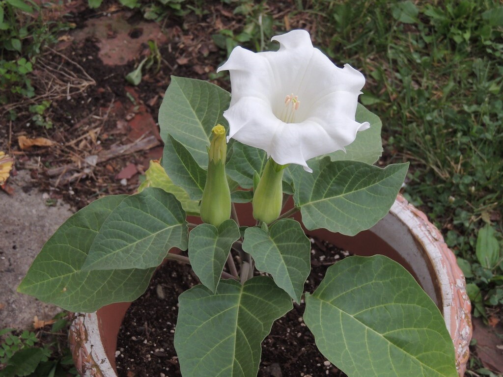White Trumpet Datura Seeds, 25+ seeds