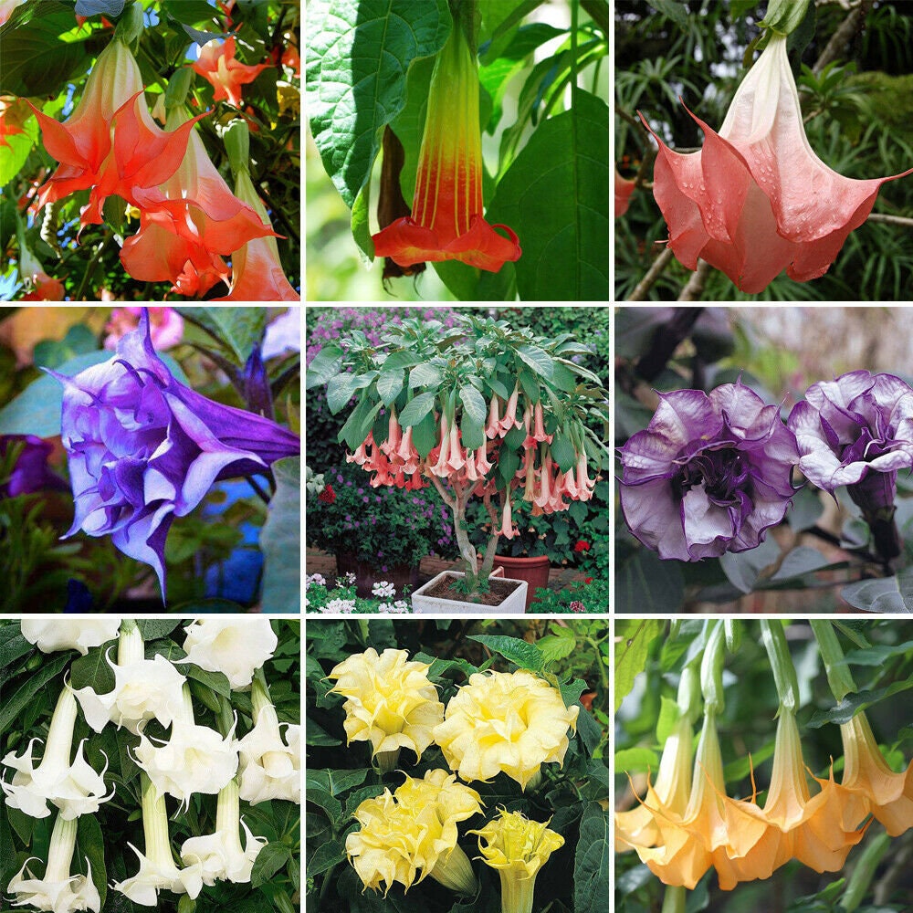 Mix Datura Seeds, 25+ seeds