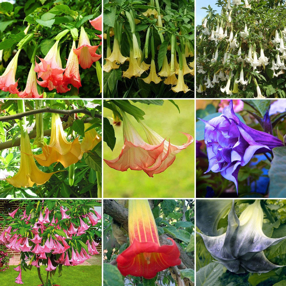 Mix Datura Seeds, 25+ seeds