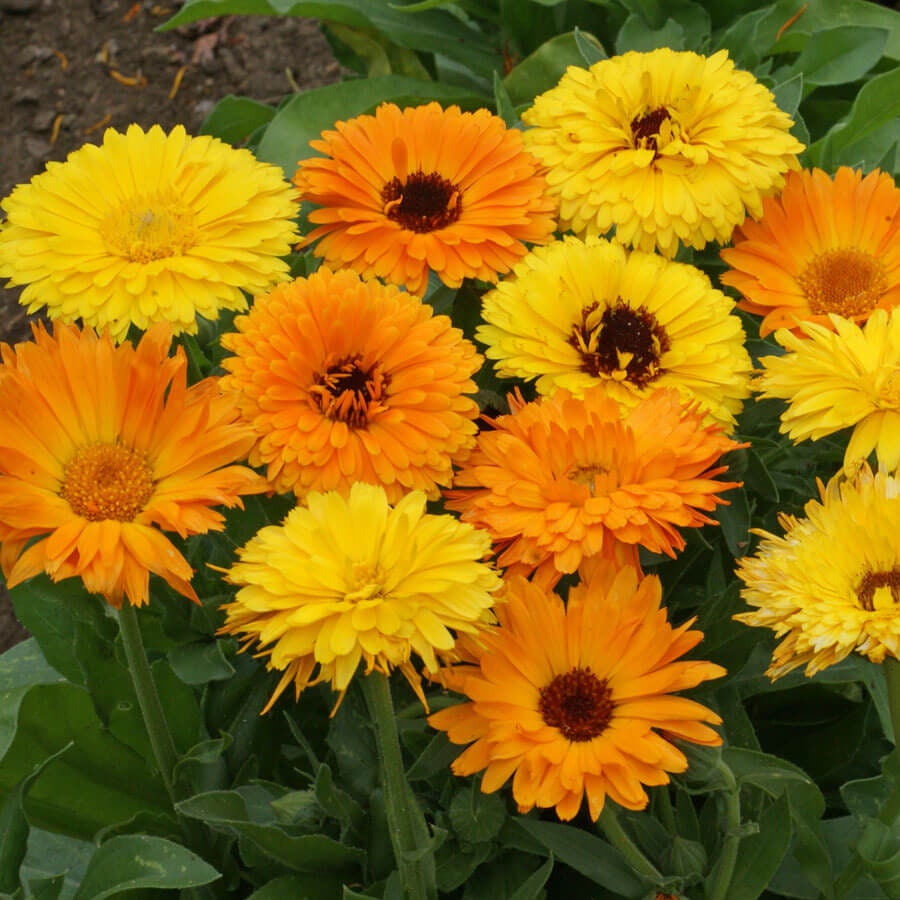 Pacific Beauty Mix Calendula Seeds (Calendula Officinalis), 50+ seeds