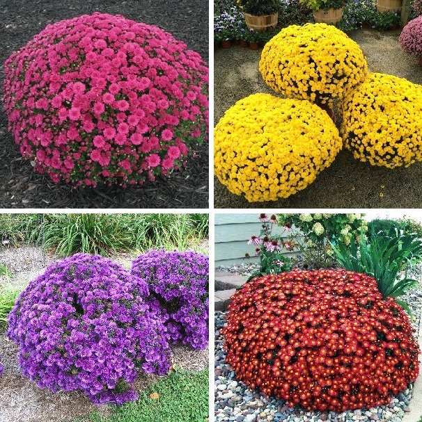 Mix Multi-Color Ground-Cover Chrysanthemum Flower Seeds, 50 seeds