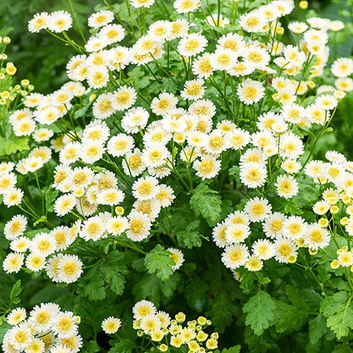 Feverfew Seeds Chrysanthemum Flower Seeds, 50 seeds