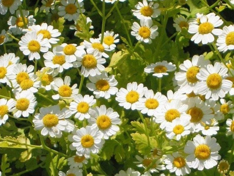 Feverfew Seeds Chrysanthemum Flower Seeds, 50 seeds