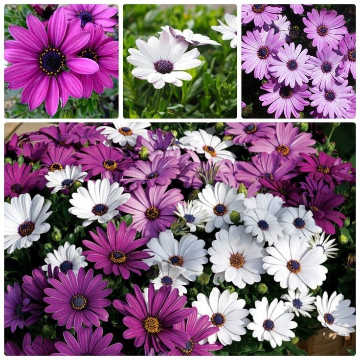 White & Purple Mix African Daisy Seeds, 100+ seeds