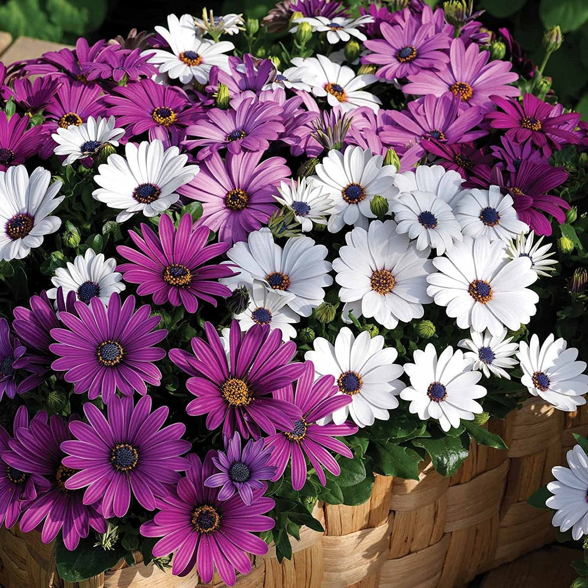 White & Purple Mix African Daisy Seeds, 100+ seeds