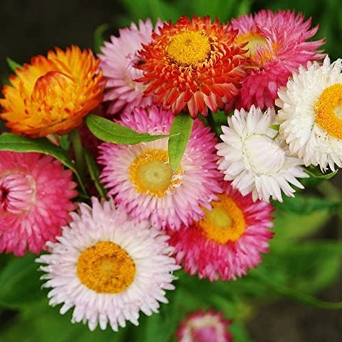 thumbnail image 2 of Strawflower Dwarf Mixed | Mr Fothergill's 2 of 13