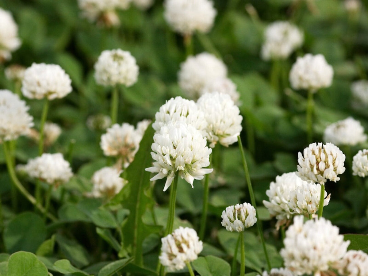 White Clover Seeds - Grass & Groundcover Seeds, Trifolium, 40+ seeds