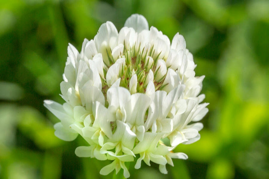 White Clover Seeds - Grass & Groundcover Seeds, Trifolium, 40+ seeds