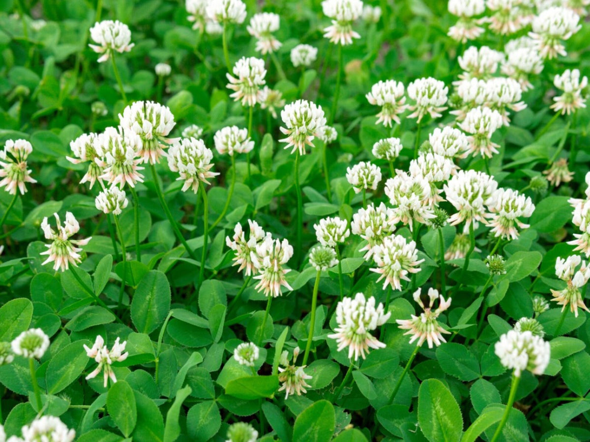 White Clover Seeds - Grass & Groundcover Seeds, Trifolium, 40+ seeds