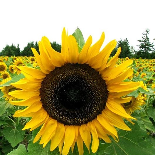 Mammoth Grey-Stripe Sunflower Seeds, 25+ seeds
