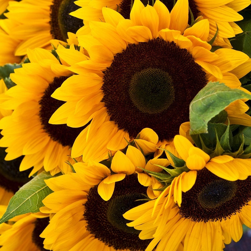 Mammoth Grey-Stripe Sunflower Seeds, 25+ seeds