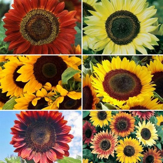 25+ Seeds-Formula Mix Sunflower Seeds #E027