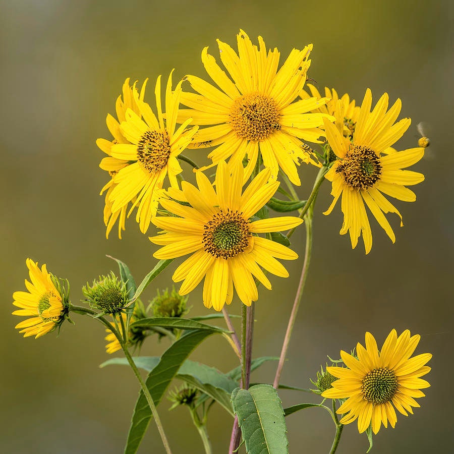 Ox Eye Sunflower Seeds - Attracts Bees & Butterflies, 25+ seeds