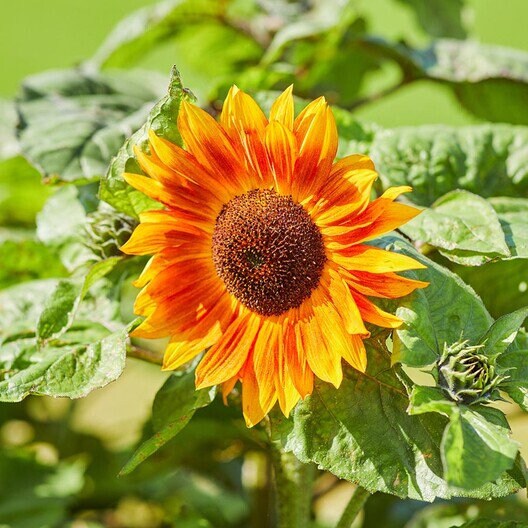 Evening Colors Sunflower Seeds, 25+ seeds