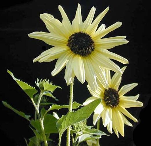 Italian White Sunflower Seeds - Attracts Bees & Butterflies, 25+ seeds
