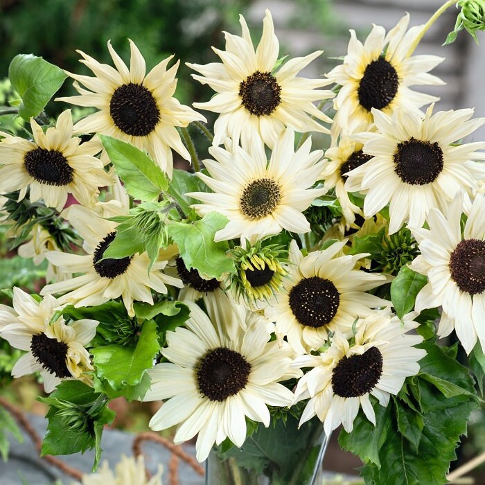 Italian White Sunflower Seeds - Attracts Bees & Butterflies, 25+ seeds