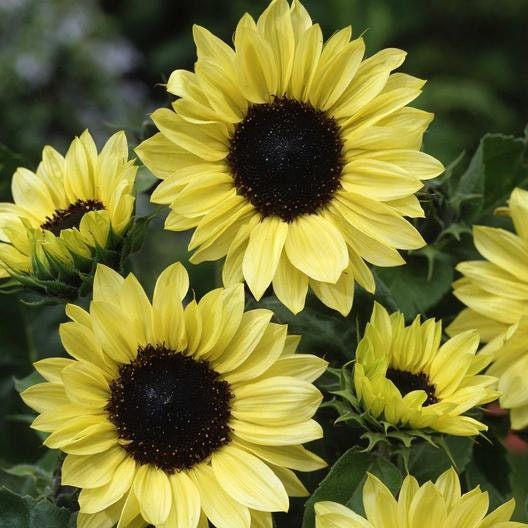 Moonshine Sunflower Seeds - Attracts Bees & Butterflies, 25+ seeds