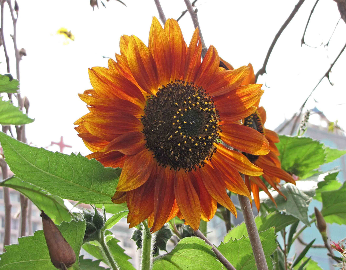 Crimson Queen Sunflower Seeds - Attracts Bees & Butterflies, 25+ seeds