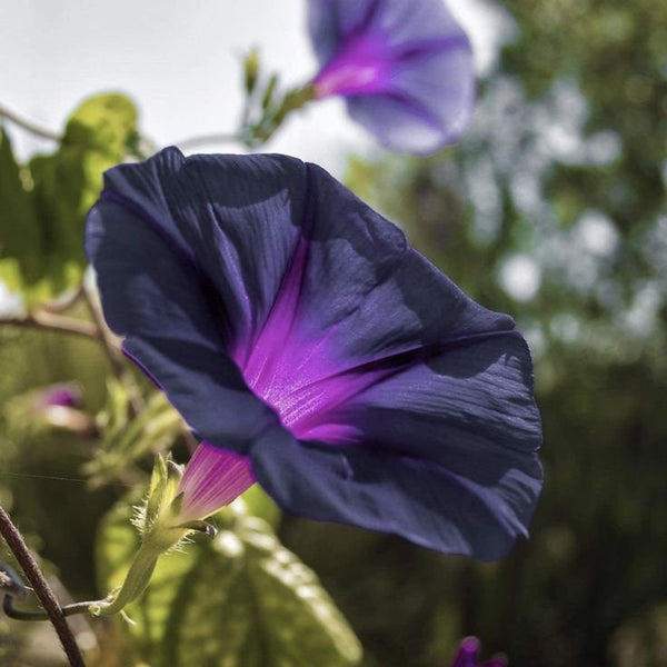 30+ Seeds - Knowlians Black Morning Glory Seeds- Ipomoea Climbing