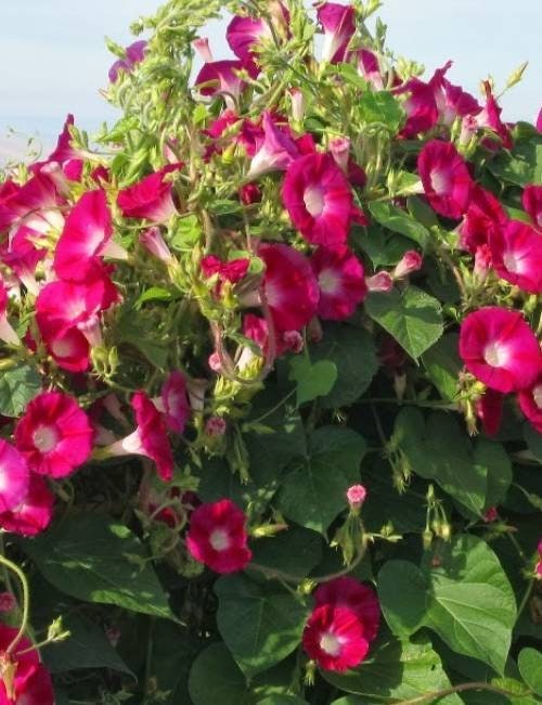 Scarlett Ohara Morning Glory Seeds, 30+ seeds