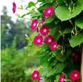 30+ Seeds| Scarlett OHara Morning Glory Seeds- Ipomoea Climbing Vine Fast Growing Annual Flower with Colorful Blooms for Garden Trellis Fence, Attracts Hummingbirds And Butterflies #F019