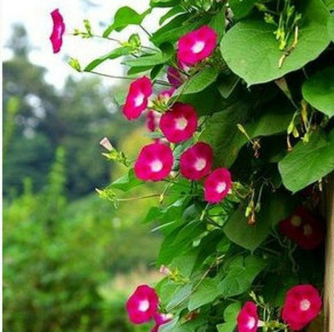 annual climbing flower seeds 30+ Seeds| Scarlett OHara Morning Glory Seeds- Ipomoea Climbing Vine F – PEMDASGARDEN