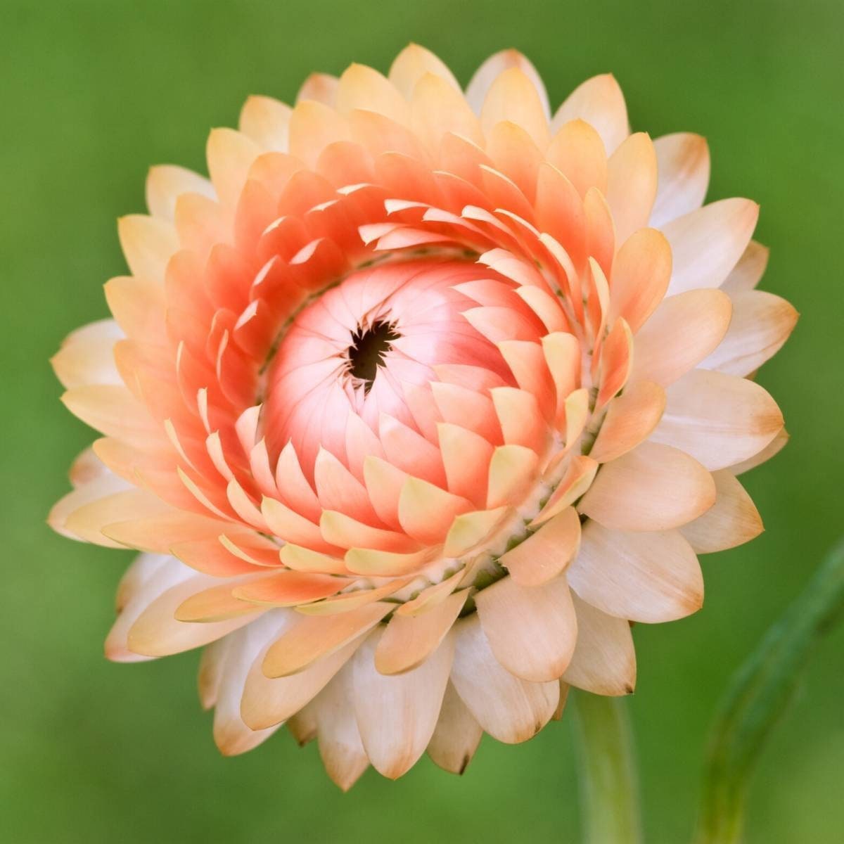 Apricot Salmon Rose Strawflower Seeds - Xerochrysum, 100+ seeds
