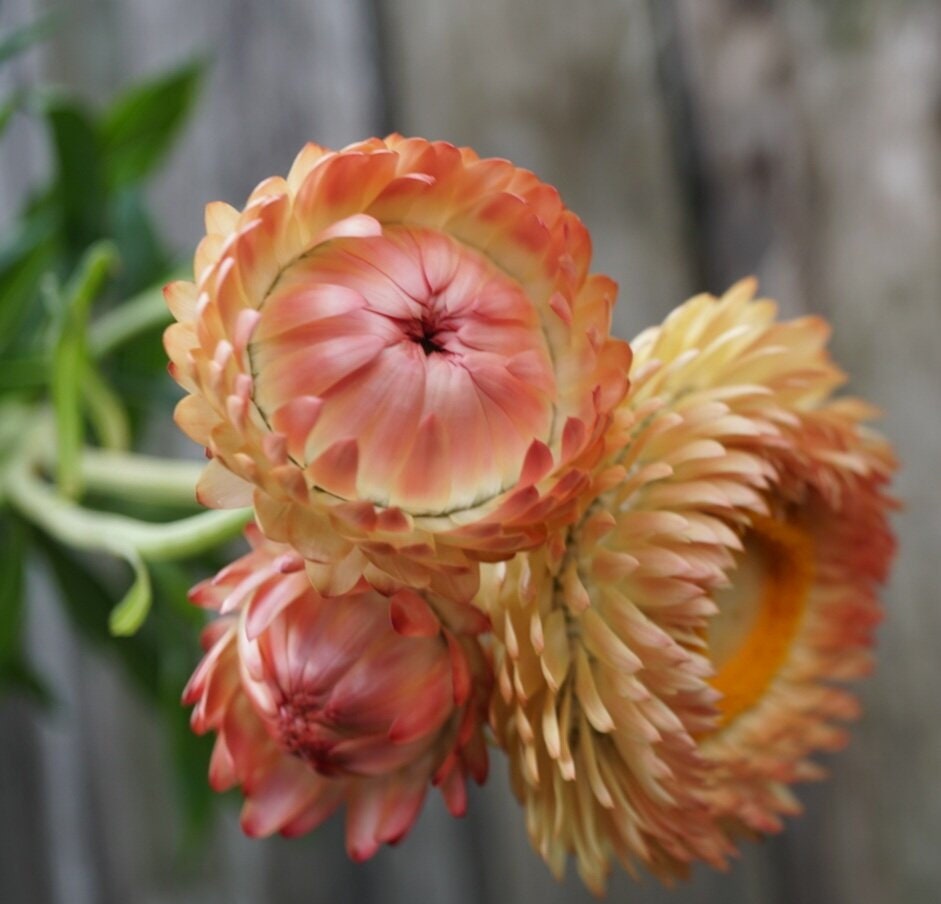 Apricot Salmon Rose Strawflower Seeds - Xerochrysum, 100+ seeds