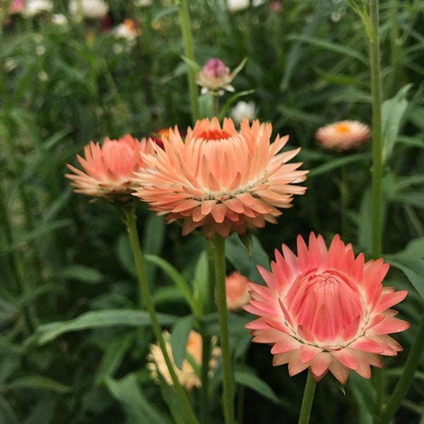 Apricot Salmon Rose Strawflower Seeds - Xerochrysum, 100+ seeds