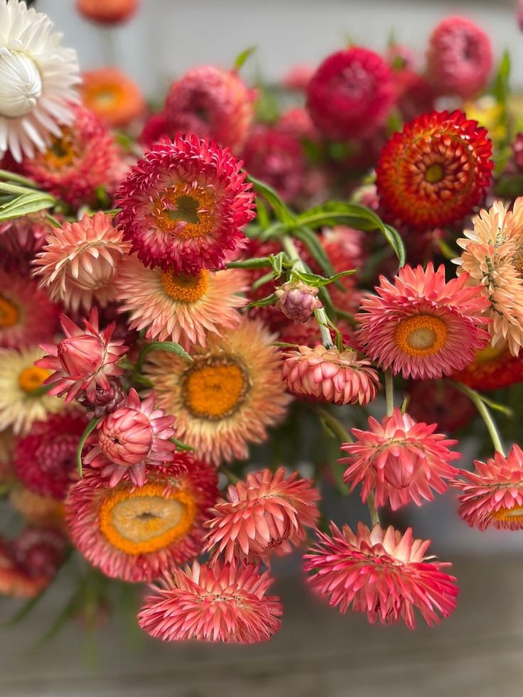 Apricot Salmon Rose Strawflower Seeds - Xerochrysum, 100+ seeds