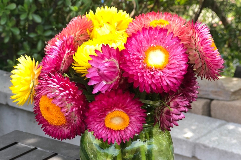 100+ Seeds| Sultane Strawflower Mix Seeds For Planting #k012