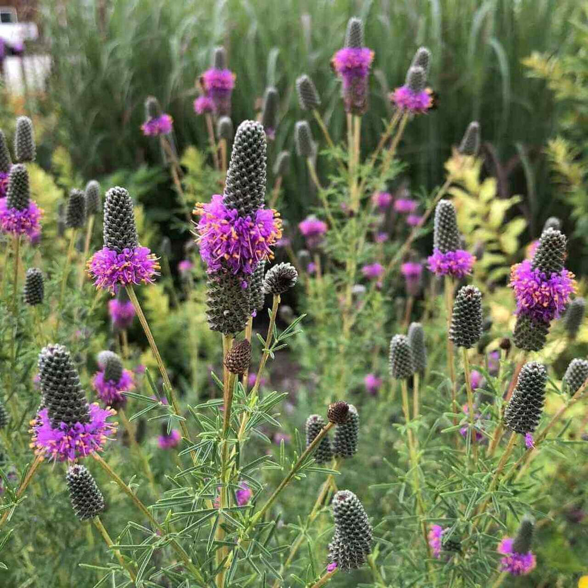 Purple Prairie Clover Seeds - Grass & Groundcover Seeds, 40+ seeds