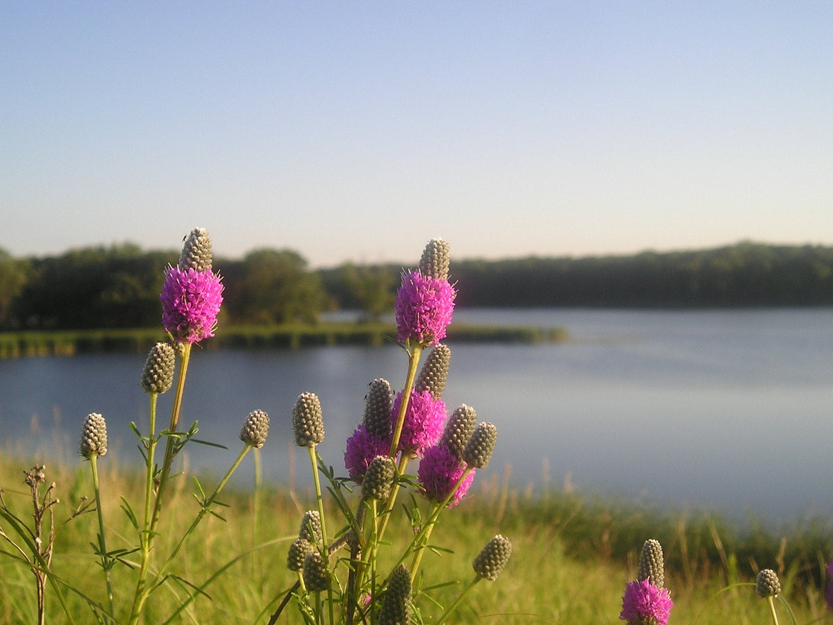 40+ Seeds| Purple Prairie Clover Seeds  For Planting In The Garden  #J005