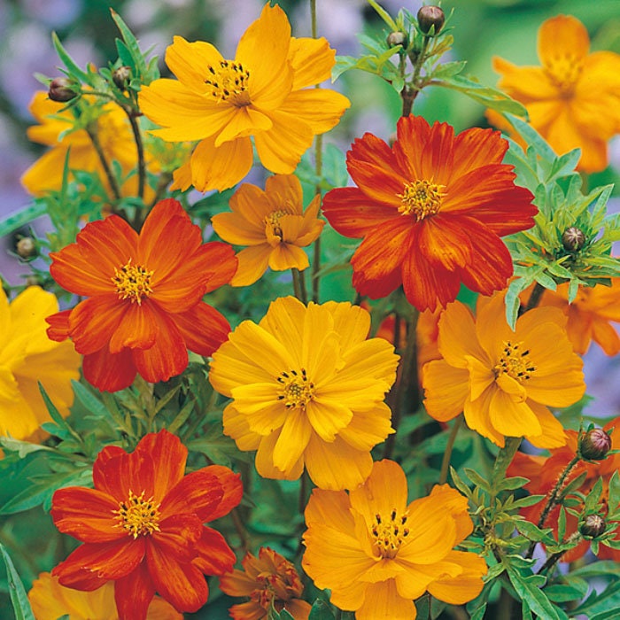 50+ Seeds| Cosmos Seeds - Polidor Mix Flower Seeds For Planting  #L005