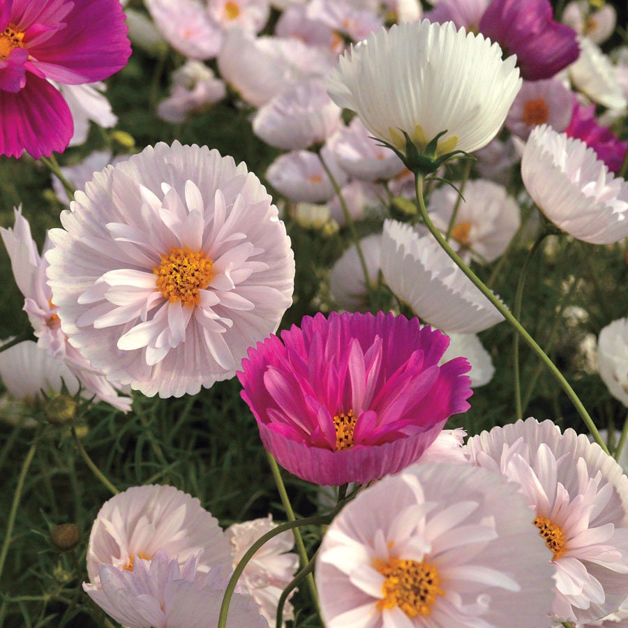 Cupcakes and Saucers Mix Cosmos Seeds - Drought Tolerant, 50+ seeds
